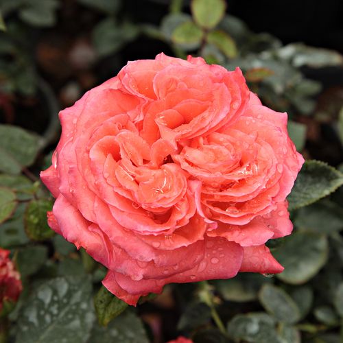 Vendita, rose rose ibridi di tea - arancione - Rosa Queen of Roses® - rosa mediamente profumata - Reimer Kordes - ,-